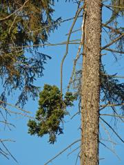 Čarověník na smrku ztepilém (Picea abies (L.) Karsten) (5a)