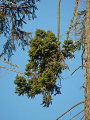 Čarověník na smrku ztepilém (Picea abies (L.) Karsten) (5b)