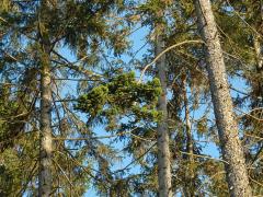 Čarověník na smrku ztepilém (Picea abies (L.) Karsten) (6a)