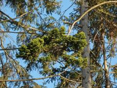 Čarověník na smrku ztepilém (Picea abies (L.) Karsten) (6b)
