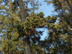Čarověník na smrku ztepilém (Picea abies (L.) Karsten) (7a)