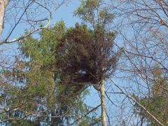 Čarověník na smrku ztepilém (Picea abies (L.) Karsten) (4)