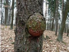 Tumor na borovici lesní (Pinus sylvestris L.) (6)