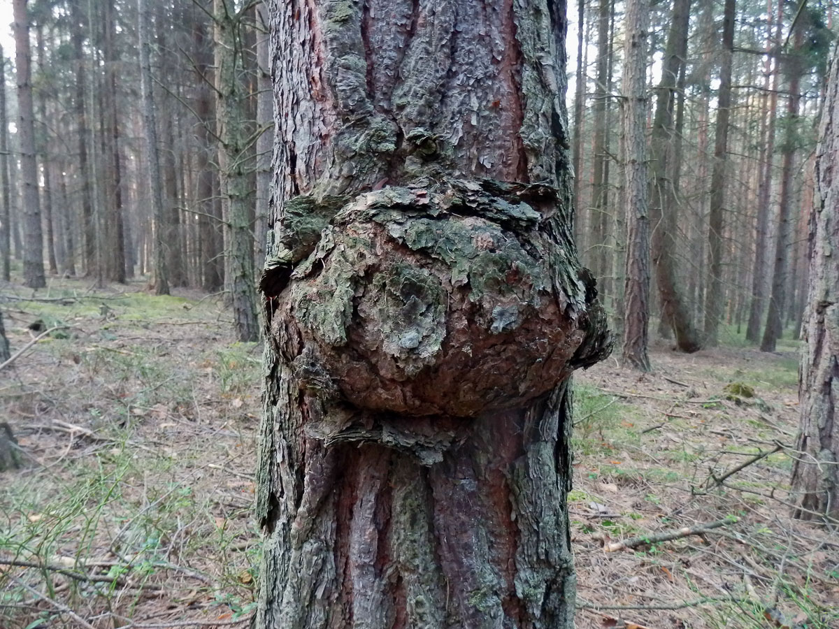 Tumor na borovici lesní (Pinus sylvestris L.) (7)