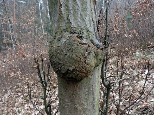 Nádor na buku lesním (Fagus sylvatica L.) (7)