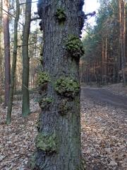 Nádor na dubu letním (Quercus robur L.) (9a)