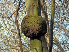 Nádor na buku lesním (Fagus sylvatica L.) (5b)