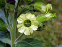 Tabák selský (Nicotiana rustica L.)