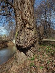 Nádor na vrbě náhrobní (Salix x sepulclaris Simk.) (1a)