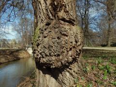 Nádor na vrbě náhrobní (Salix x sepulclaris Simk.) (1b)