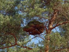 Čarověník na borovici lesní (Pinus sylvestris L.) (7)