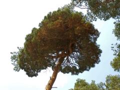 Čarověník na borovici lesní (Pinus sylvestris L.) (8a)