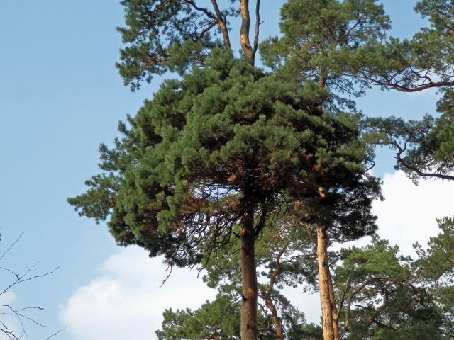 Čarověník na borovici lesní (Pinus sylvestris L.) (9b)