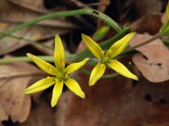 Křivatec žlutý (Gagea lutea (L.) Ker-Gawler) - čtyřčetný květ