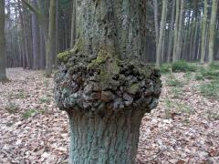 Nádor na dubu letním (Quercus robur L.) (12a)