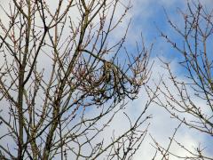 Čarověník na třešni ptačí (Prunus avium (L.) L.) (1a)