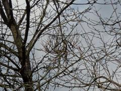 Čarověník na třešni ptačí (Prunus avium (L.) L.) (2)