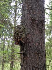 Smrk ztepilý (Picea abies (L.) Karsten) (7b) s nádorem na kmeni