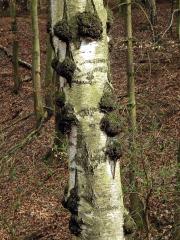 Nádor na bříze bělokoré (Betula pendula Roth) (25c)