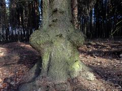 Smrk ztepilý (Picea abies (L.) Karsten) (8) s dvěma nádory