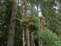 Čarověník na borovici lesní (Pinus sylvestris L.) (10a)