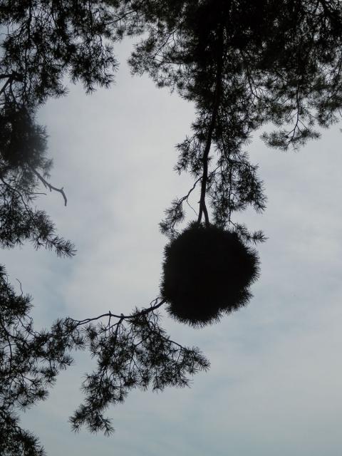 Čarověník na borovici lesní (Pinus sylvestris L.) (10c)