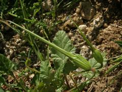 Pumpava jeřábí (Erodium gruinum (L.) L'Hér. )