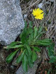 Jestřábník alpský (Hieracium alpinum L.)
