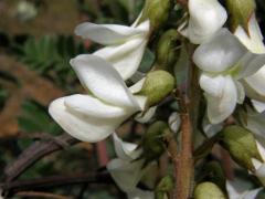 Kozinec (Astragalus lusitanicus Lam.)