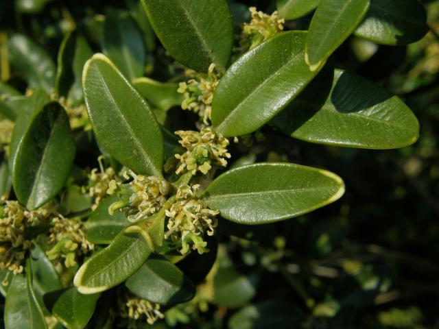 Zimostráz vždyzelený (Buxus sempervirens L.)