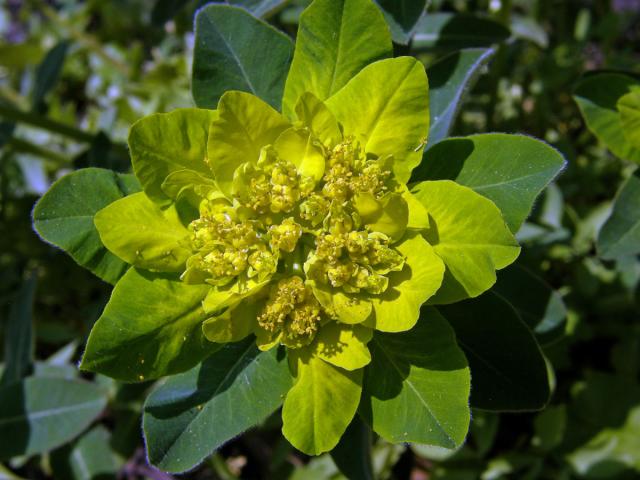 Pryšec mnohobarvý (Euphorbia polychroma Kern.)