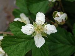 Ostružiník křovitý (Rubus fruticosus L. agg.) - čtyřčetný květ (2a)