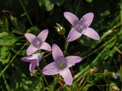Zvonek rozkladitý (Campanula patula L.) - čtyřčetné květy (3)