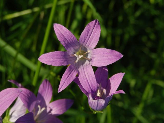 Zvonek rozkladitý (Campanula patula L.) - šestičetný květ (3)