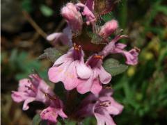 Zběhovec lesní (Ajuga genevenensis L.) s květy růžové barvy (3b)