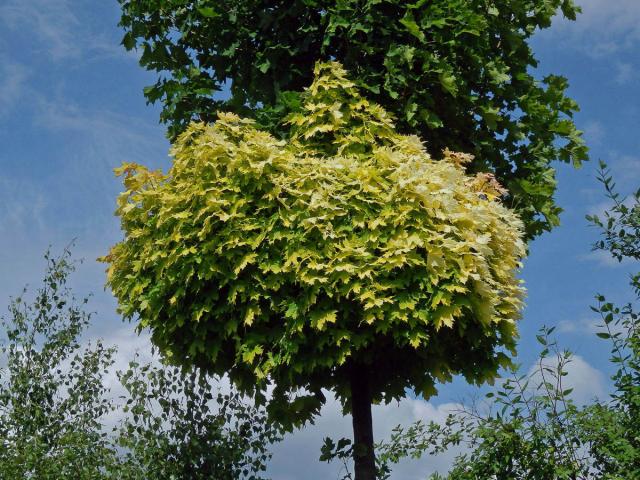Javor mléč (Acer platanoides L.) s větví listů zlaté barvy (1b)
