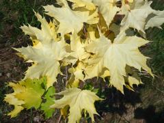 Javor mléč (Acer platanoides L.) s větví listů zlaté barvy (1f)