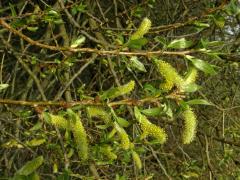 Vrba křehká (Salix fragilis L.)