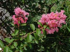 Lagerstroemia indica (L.) Pers.