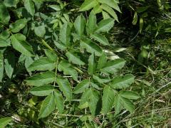 Děhel lesní (Angelica sylvestris L.)