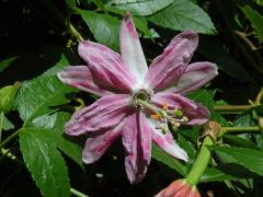 Mučenka (Passiflora tarminiana Coppens et Barney)
