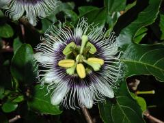 Mučenka purpurová (Passiflora edulis Sims)