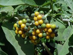 Lilek (Solanum mauritianum Scop.)