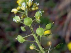 Tařinka horská pravá (Alyssum montanum L. subsp. montanum)