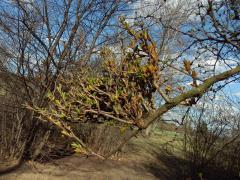 Dřišťál obecný (Berberis vulgaris L.)  s čarověníkem na větvi (1a)