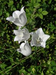 Zvonek broskvolistý (Campanula persicifolia L.) s květy bílé barvy (1a)