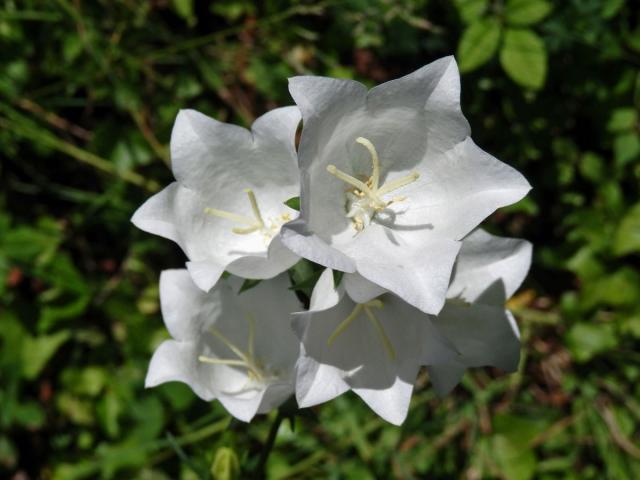 Zvonek broskvolistý (Campanula persicifolia L.) (1c)