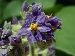 Lilek (Solanum mauritianum Scop.) s šestičetným květem