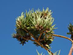 Agave obecná (Agave americana L.), proliferace květenství (1b)