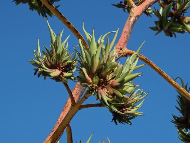Agave obecná (Agave americana L.), proliferace květenství (1c)